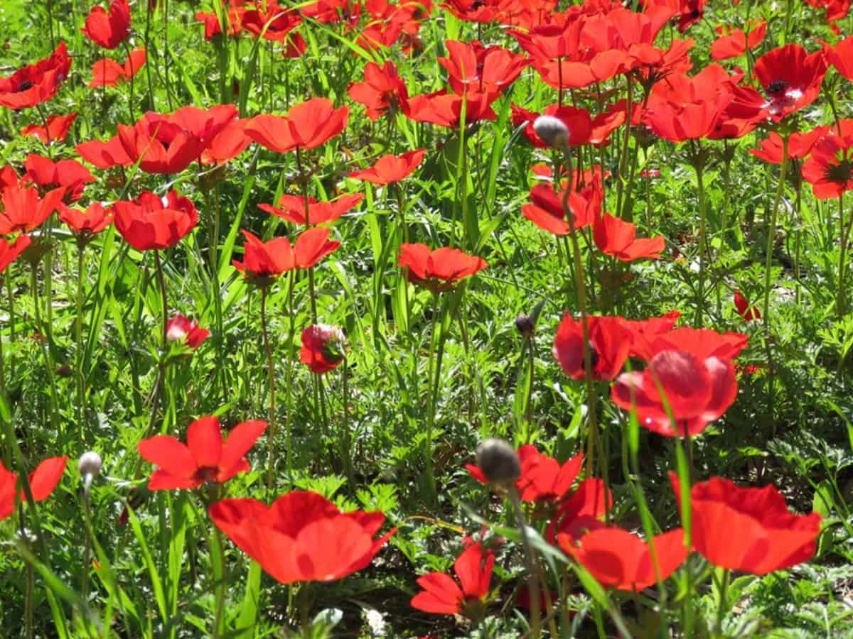 כלניות דרום אדום