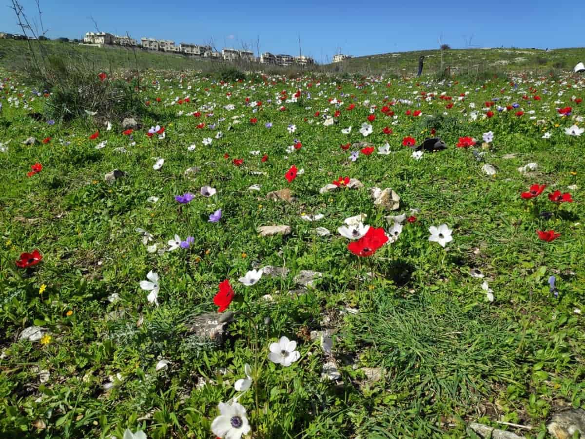 כלניות ברמות מנשה