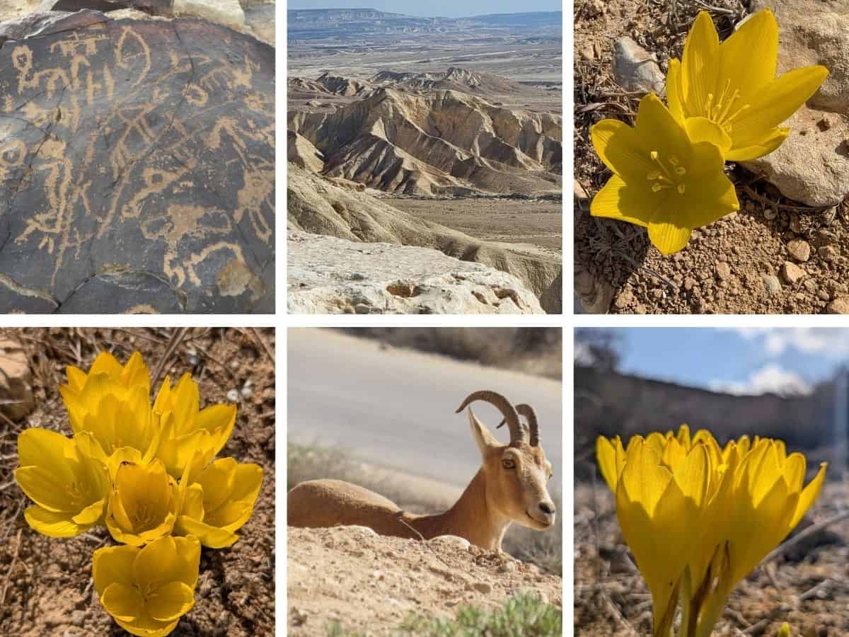 חלמוניות בלהבים